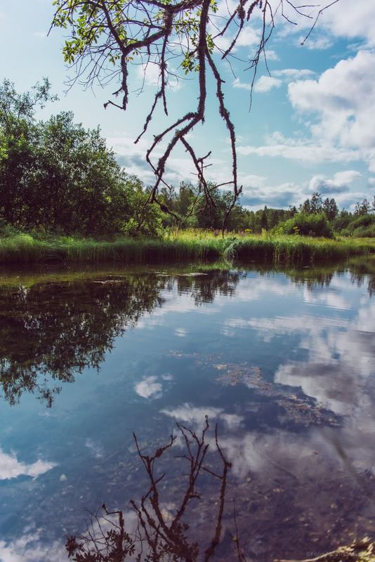 Metsatiik Männikul